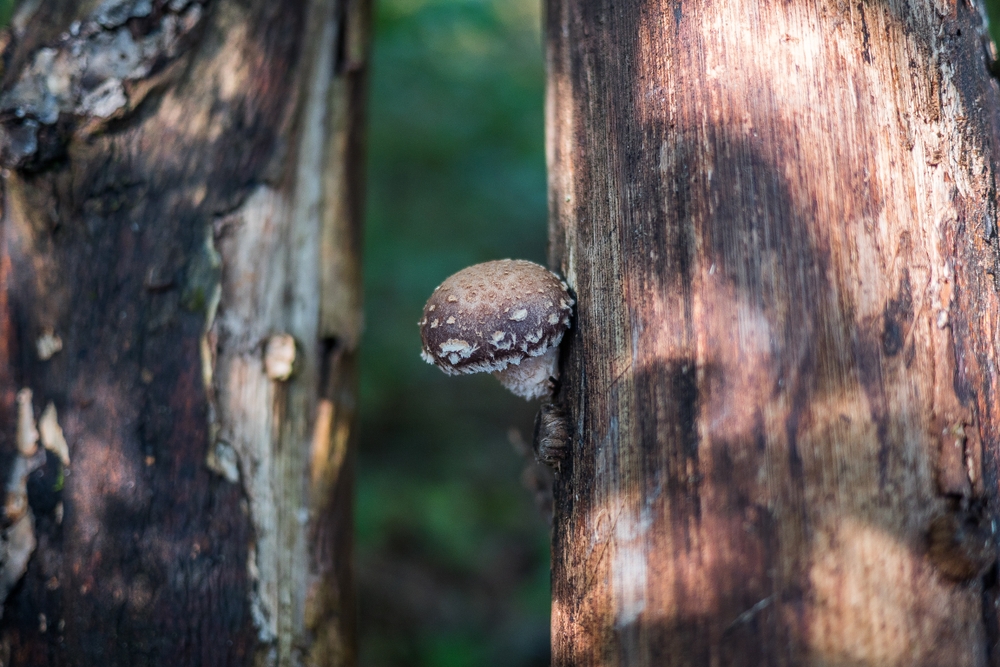 Grzyby Shitake w środowisku naturalnym