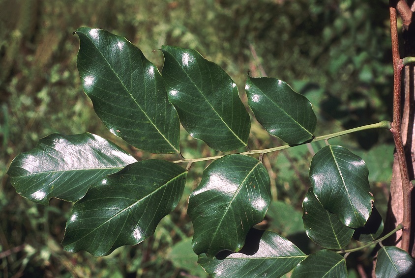 Roślina Pterocarpus Marsupium