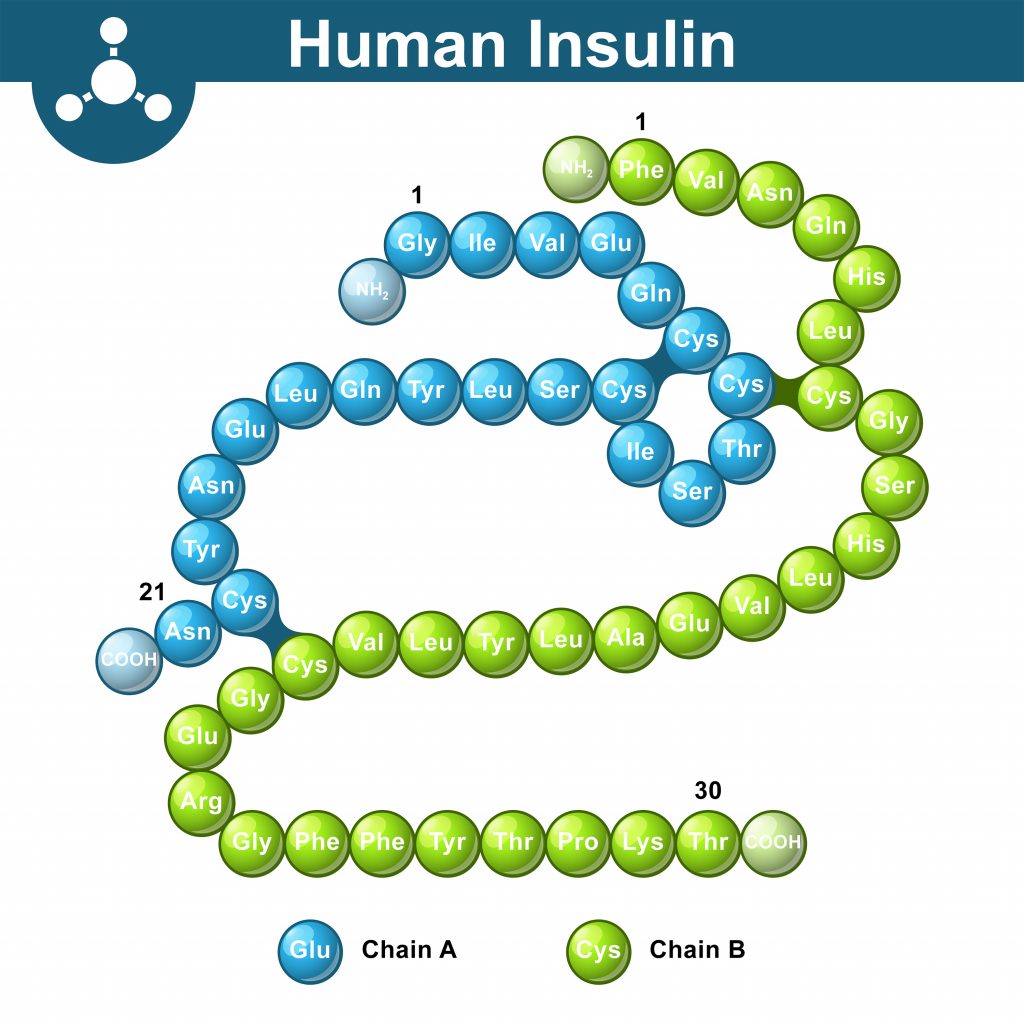 Jak wygląda insulina?
