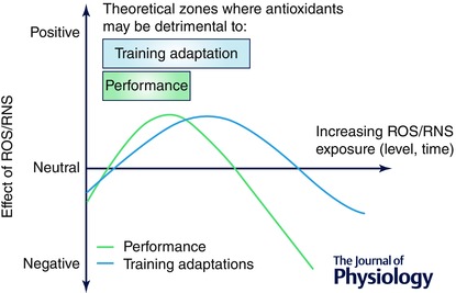 Antyoksydanty a adaptacja do treningu - wykres