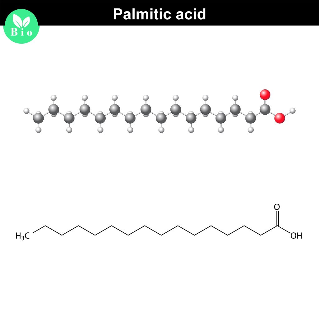 Kwas palmitynowy - nasycony kwas tłuszczowy. Można zaobserwować brak wiązań wielokrotnych między atomami węgla