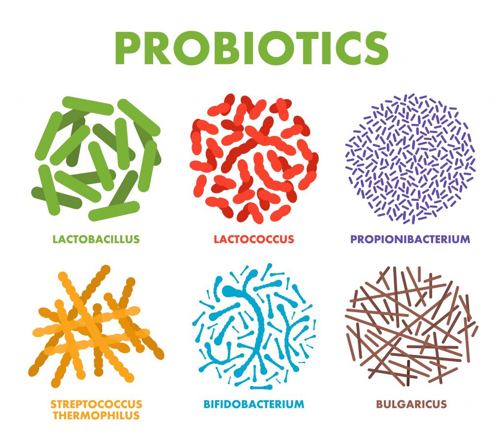 Najbardziej popularne rodzaje bakterii probiotycznych