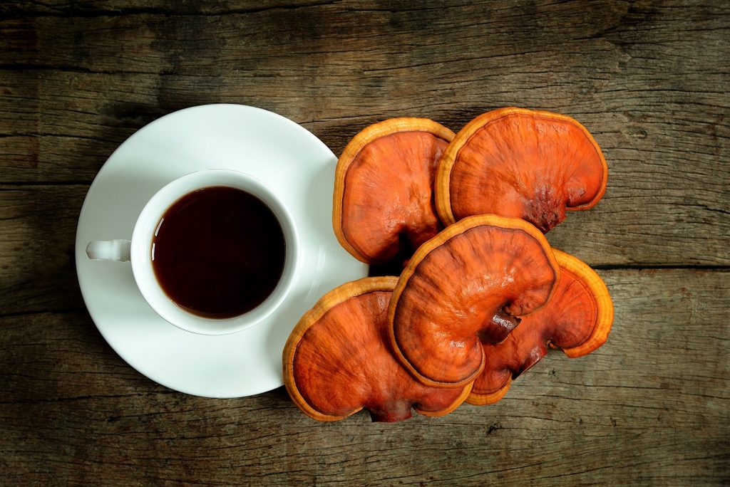 Świeży napar z grzybów Reishi