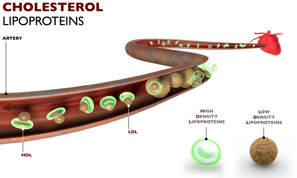 Lipoproteiny HDL odpowiadają za transport lipoprotein LDL.