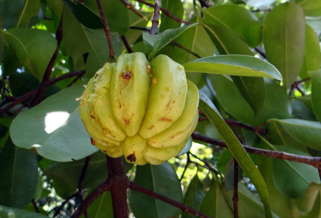 Garcinia Cambogia może mieć niewielki wpływ na utratę wagi.