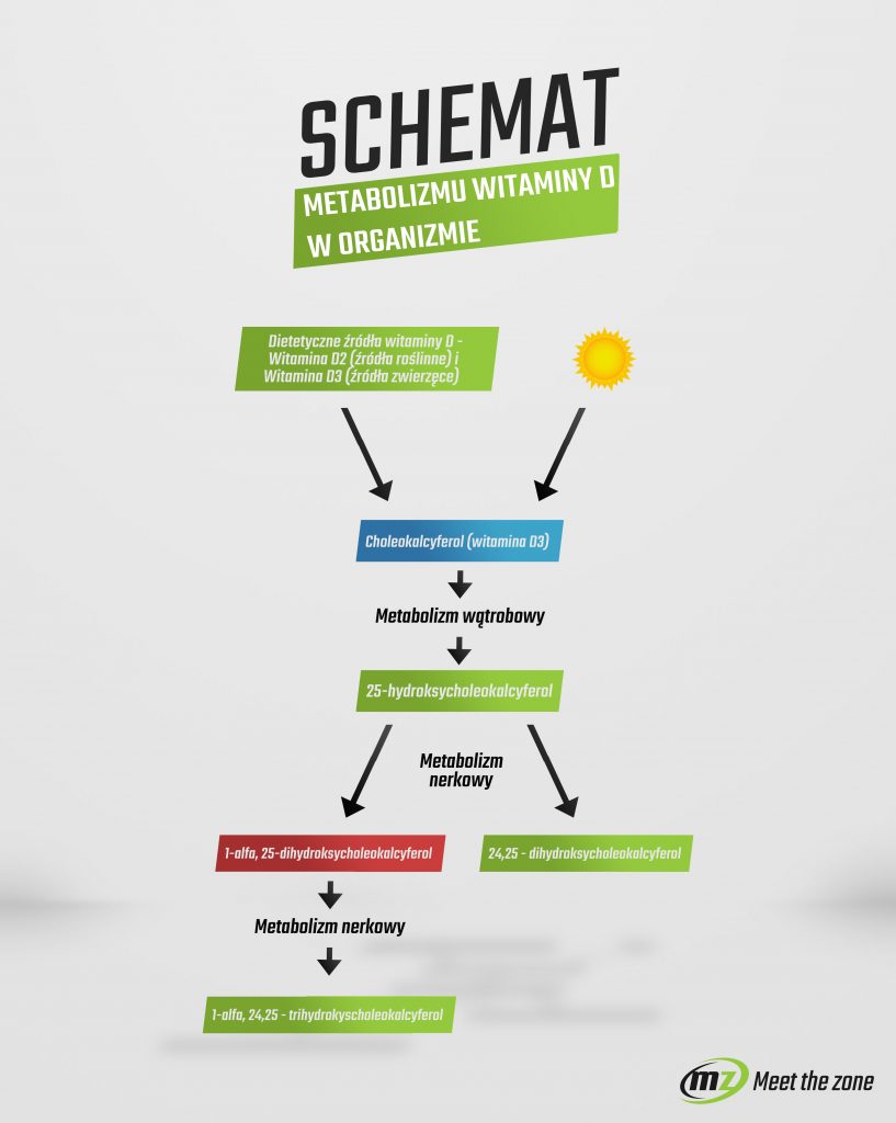 Uproszczony schemat przemian witaminy D w organizmie. Jak widzimy istotną rolę w jej przemianach odgrywają zarówno nerki, jak i wątroba. Metabolizm tych substancji możemy przyrównać do procesów detoksykacyjnych i analogicznie do nich, ich zbyt duże natężenie może prowadzić do uszkodzeń zarówno wątroby jak i nerek