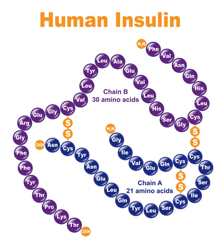 Jak wygląda cząsteczka insuliny