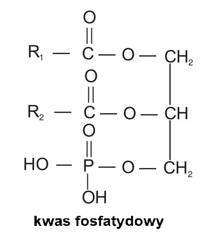 Wzór kwasu fosfatydowego