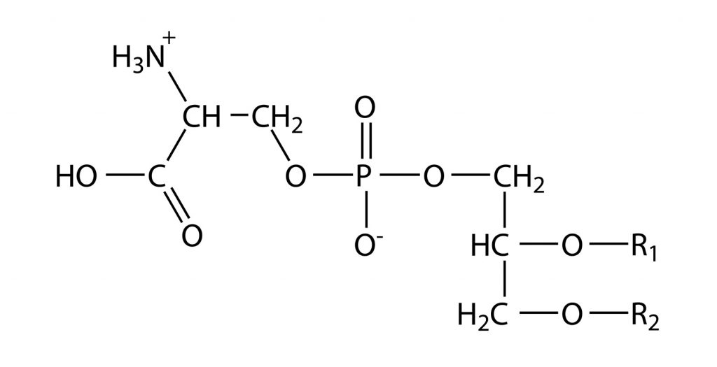 Ogólny wzór fosfatydyloseryny